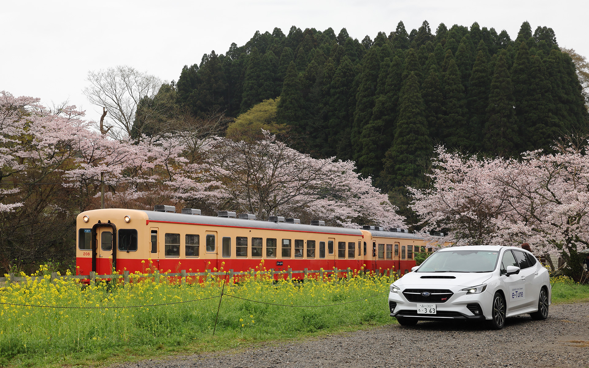 チバニアンへ向かう途中、桜と菜の花がきれいな小湊鐵道の月崎駅に寄り道