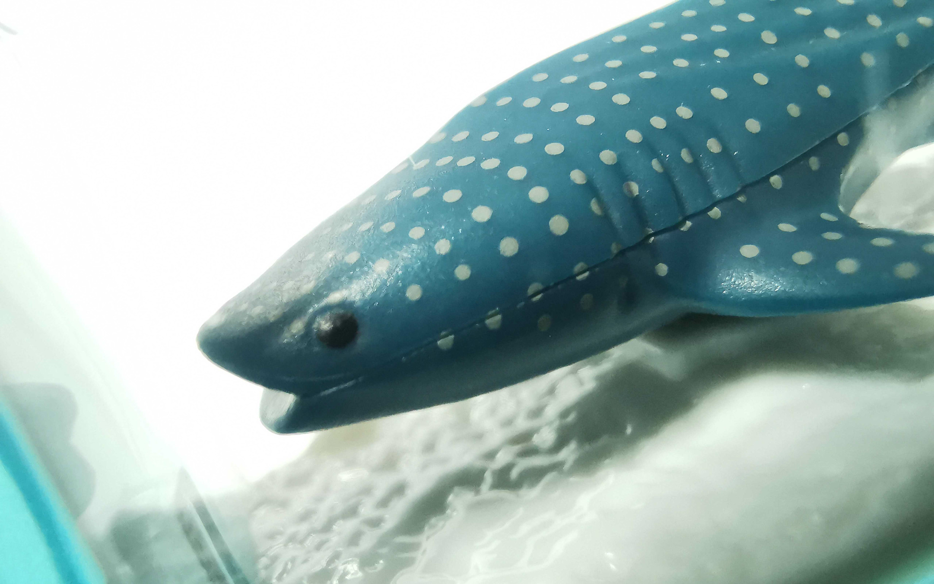 クルマを走らせるとジンベエザメが左右に動く