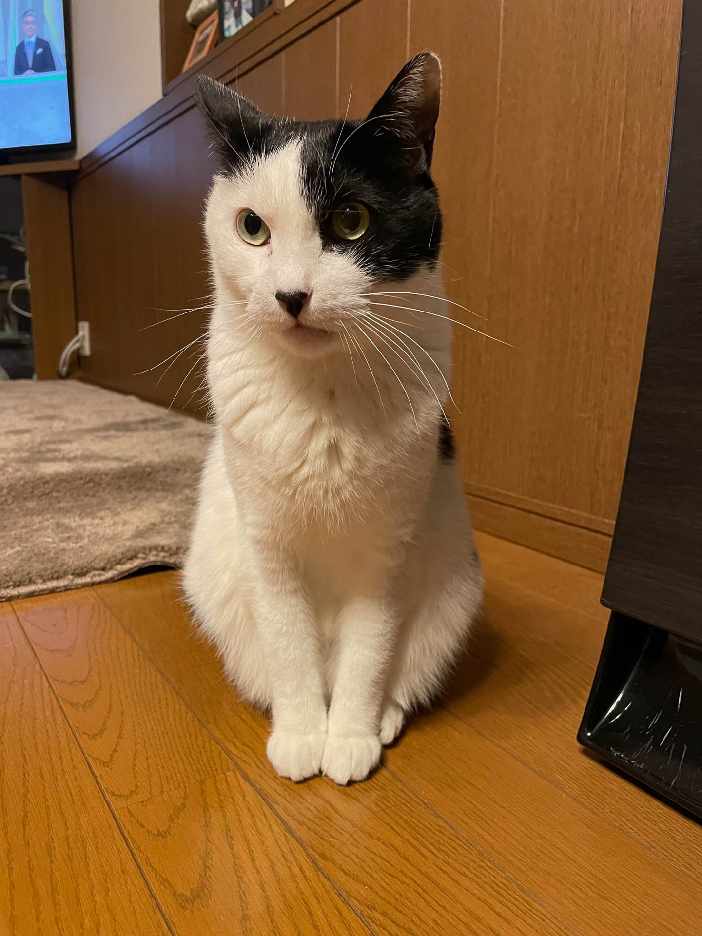 タイガーは臆病でも実は寂しがり屋。静かになるころにやってきてはゴロゴロしてます