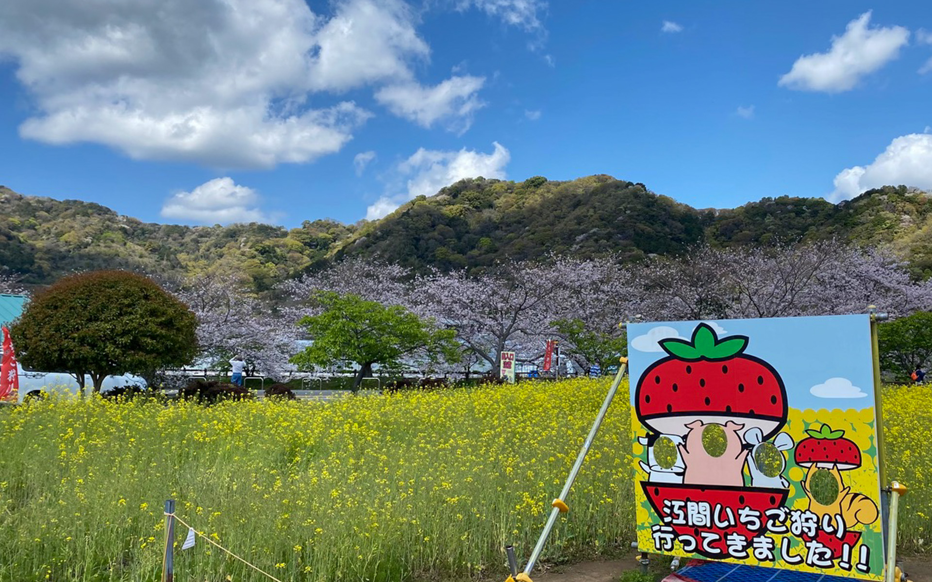 伊豆最大、いちごのテーマパークを謳っている「江間いちご狩りセンター」では映えスポットもたくさんあります。この日はまだ桜と菜の花の共演が見られ、菜の花に埋もれて写真を撮っている人がたくさんいましたよ。イチゴ狩りは3歳未満が無料で、5月6日まで楽しめるそうです