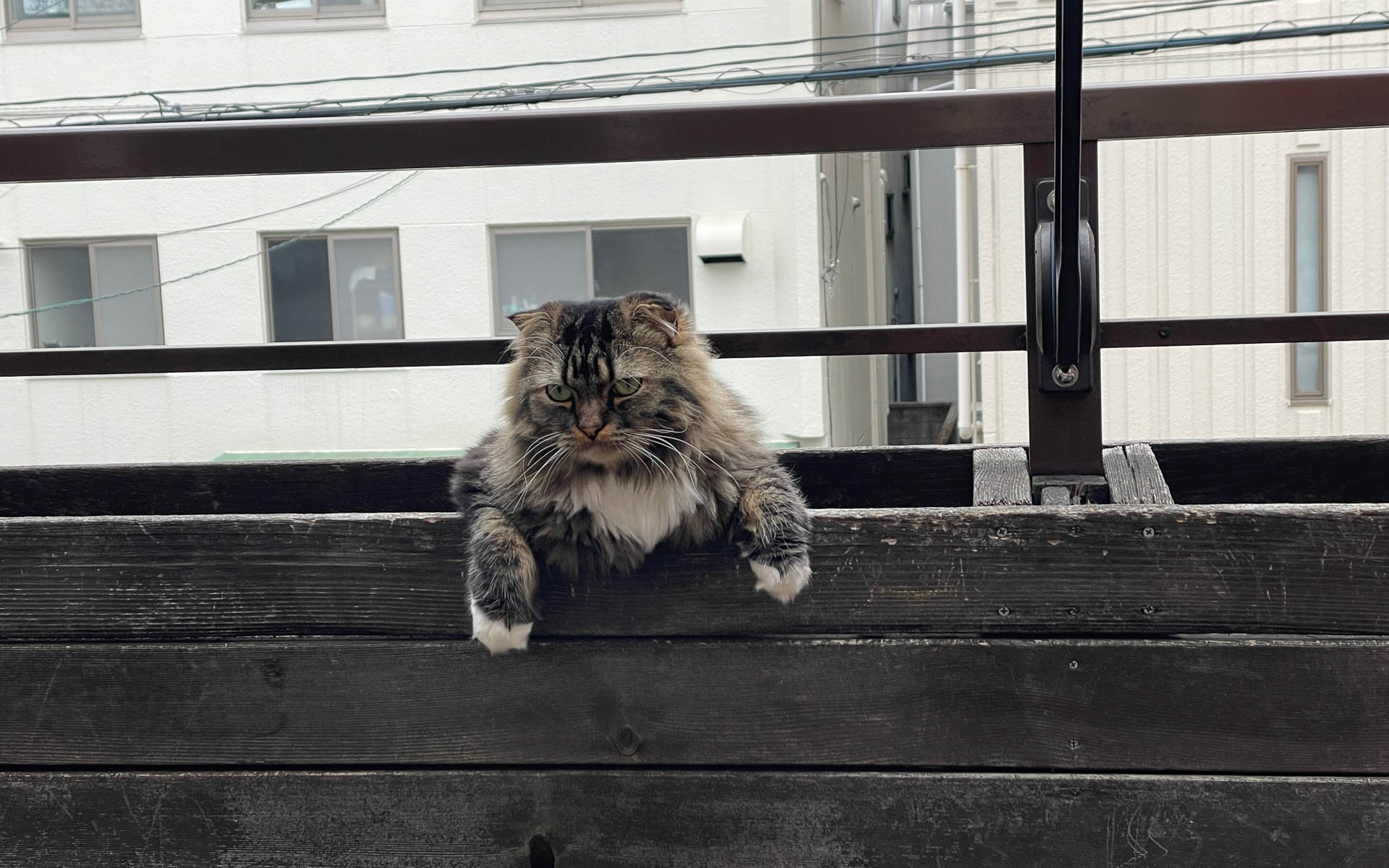 ベランダのムクさん。何やってるの？