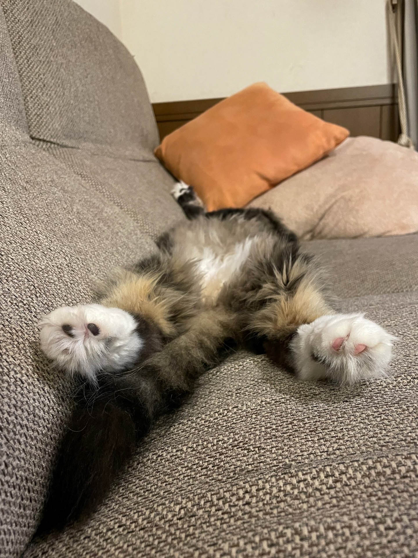 帰ったらムクがこんな格好で寝てました。こんな無防備でいいんだろうか