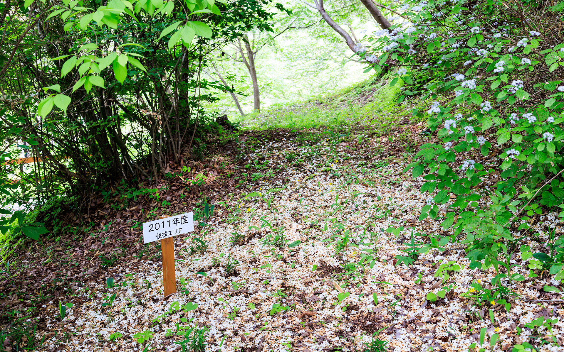 伐採した年が控えてあり、しっかり管理しているのが分かります