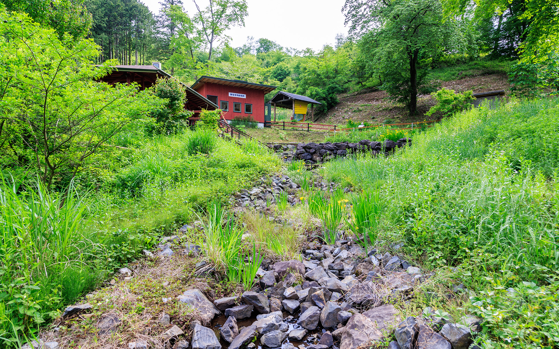 水生生物研究室の近くにはビオトープが設置してありました