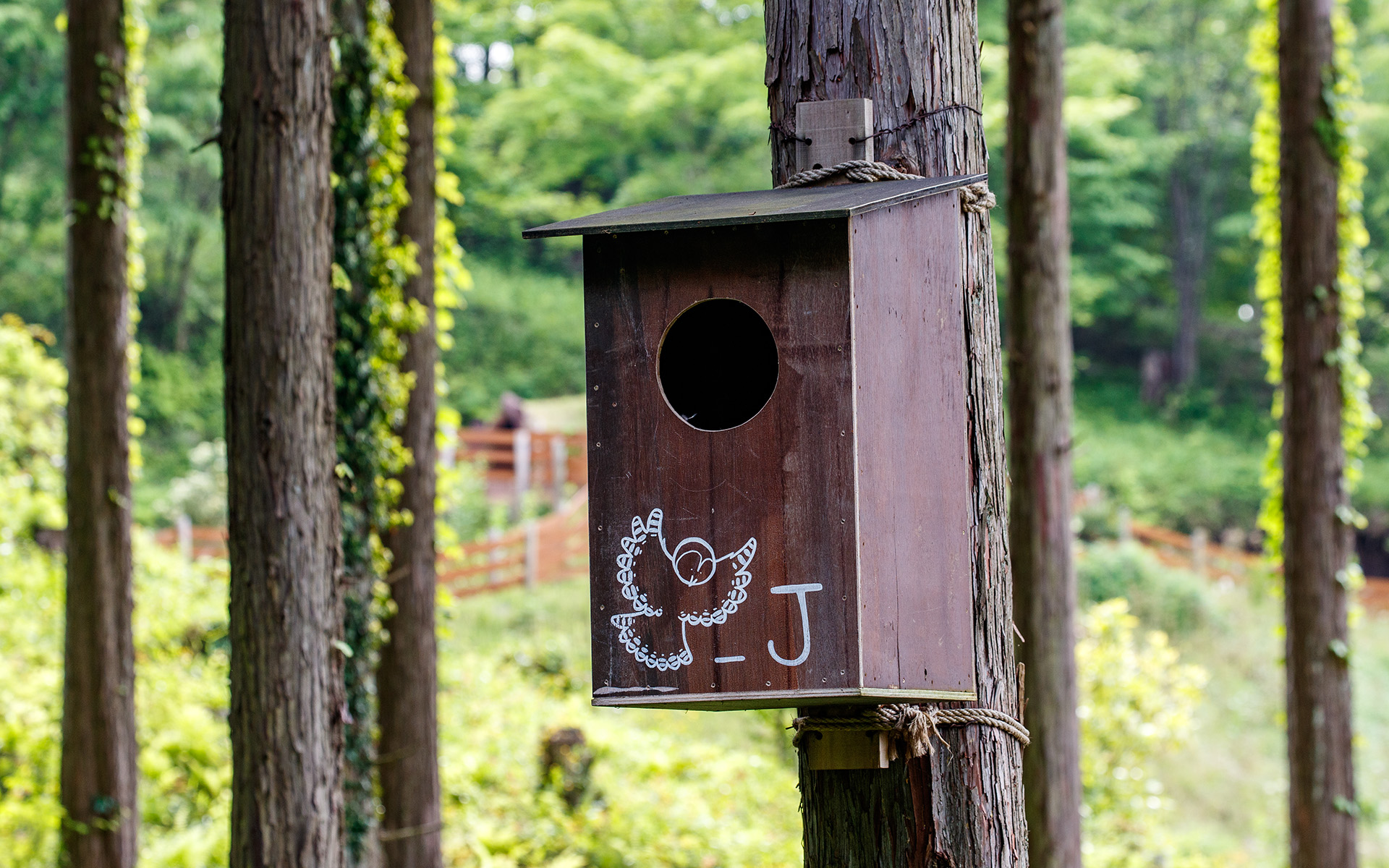 十数年前から実施している野鳥用の巣箱。大中さまざまなサイズの巣箱がたくさん設置してある