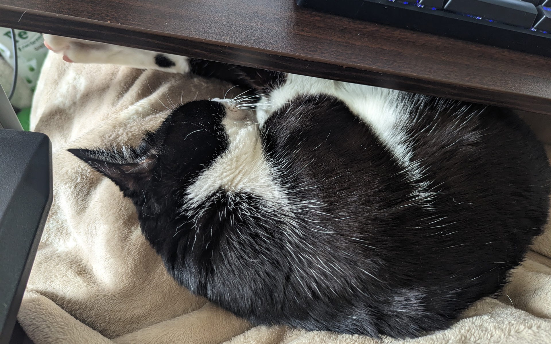 Car Watch編集部は絶賛リモートワーク勤務が続いているのですが、仕事をしていると愛猫（5kg）が乗ってきます