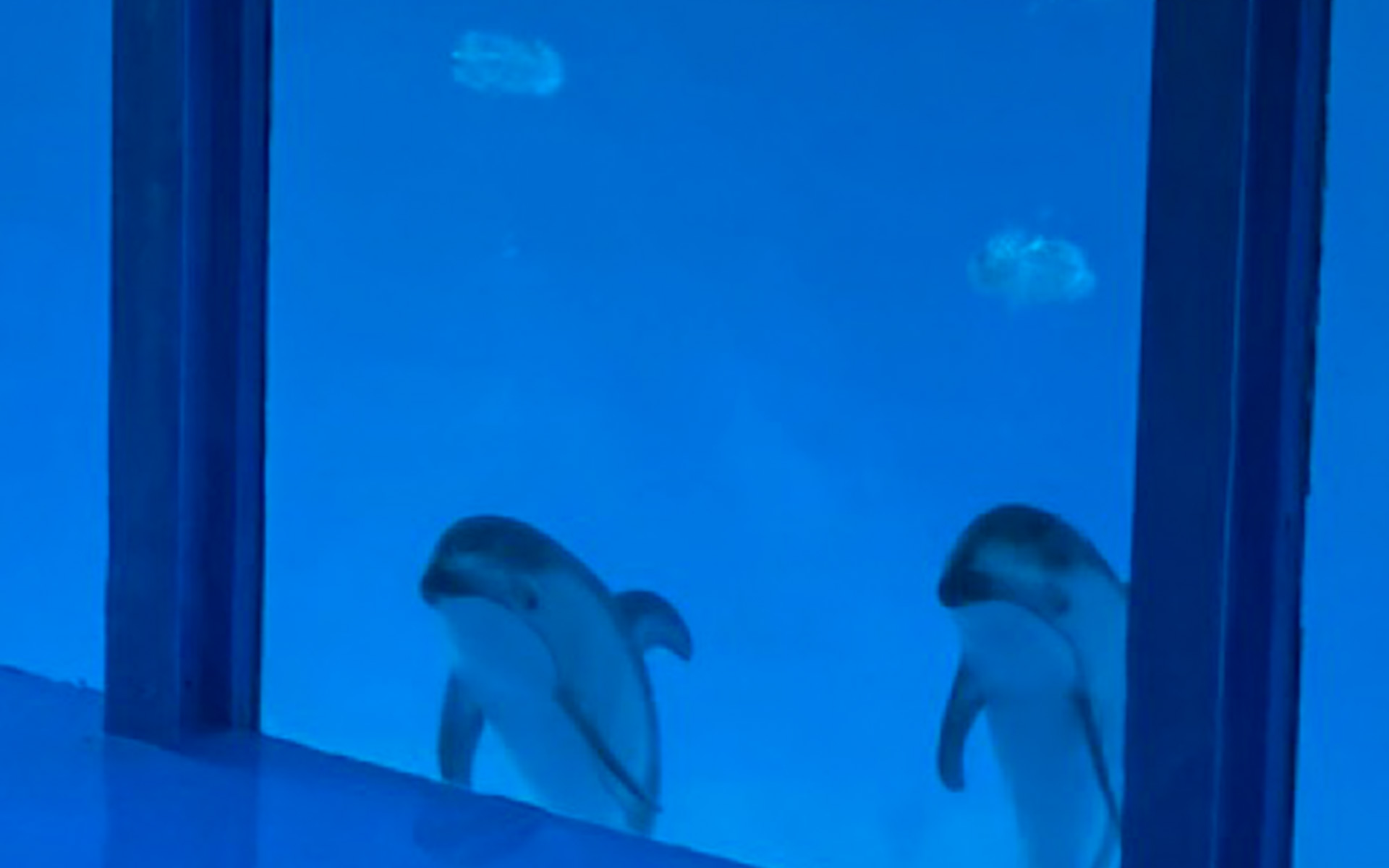 伊豆・三津シーパラダイスの大人気イベント、「イルカの海　SHOW STAGE」は迫力満点でしたが、ラストにこんなかわいい芸まで見せてくれます。2頭のイルカが頭の上に輪っかをポッと浮かばせる、シャッターチャンス！