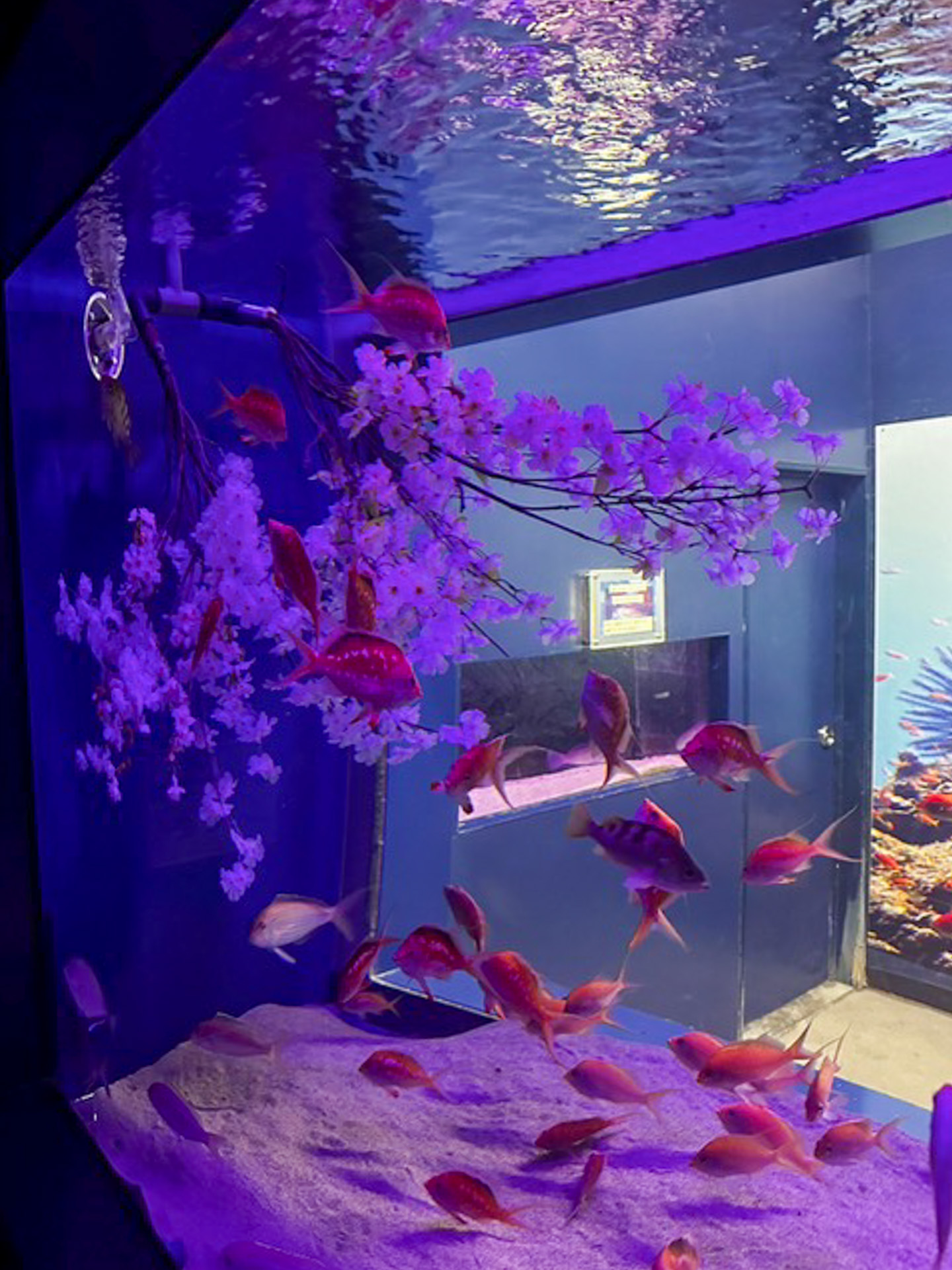 思わずSNSに投稿したくなるような映え写真が撮れるスポットもたくさん用意してありました。これは、桜の花びらのように美しい魚たちが泳ぐ大きな水槽の裏側に人が立つことができ、まるで水中にいるような映え写真が撮れました。
