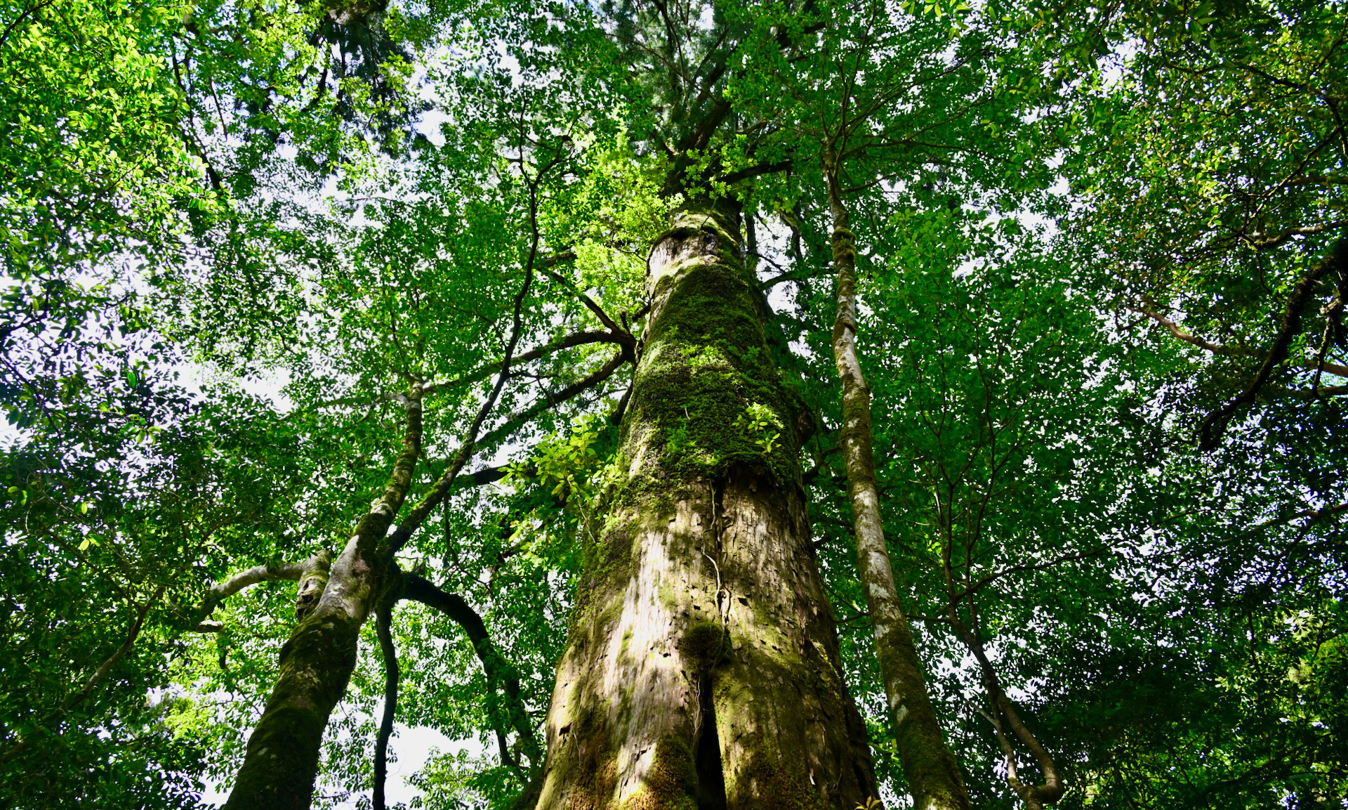 約270ヘクタールのコース内にある巨大な千年杉