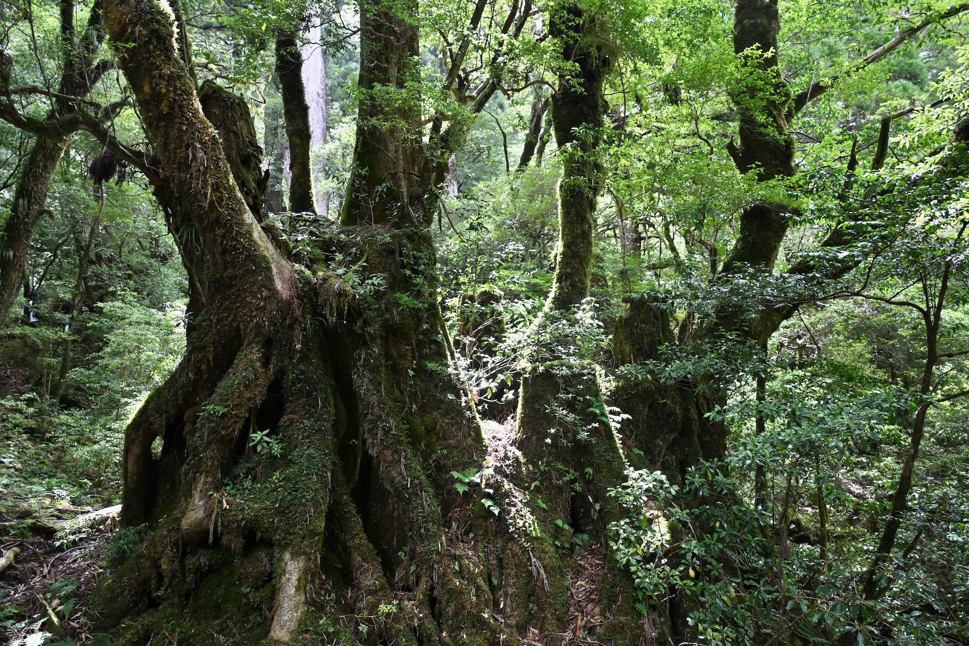 CMのロケにも使用されたという苔むした杉林