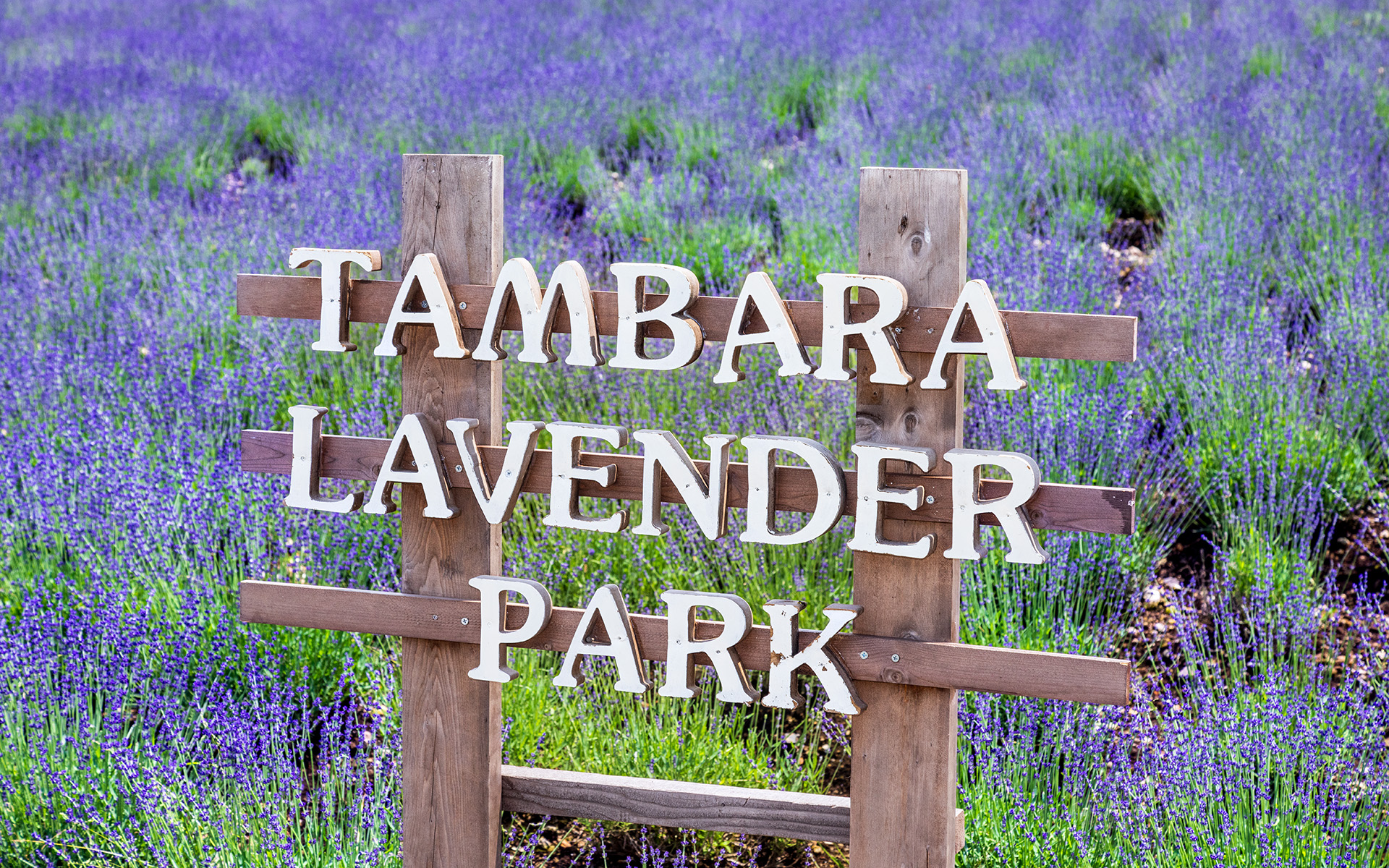 たんばらラベンダーパーク（群馬県沼田市玉原高原）