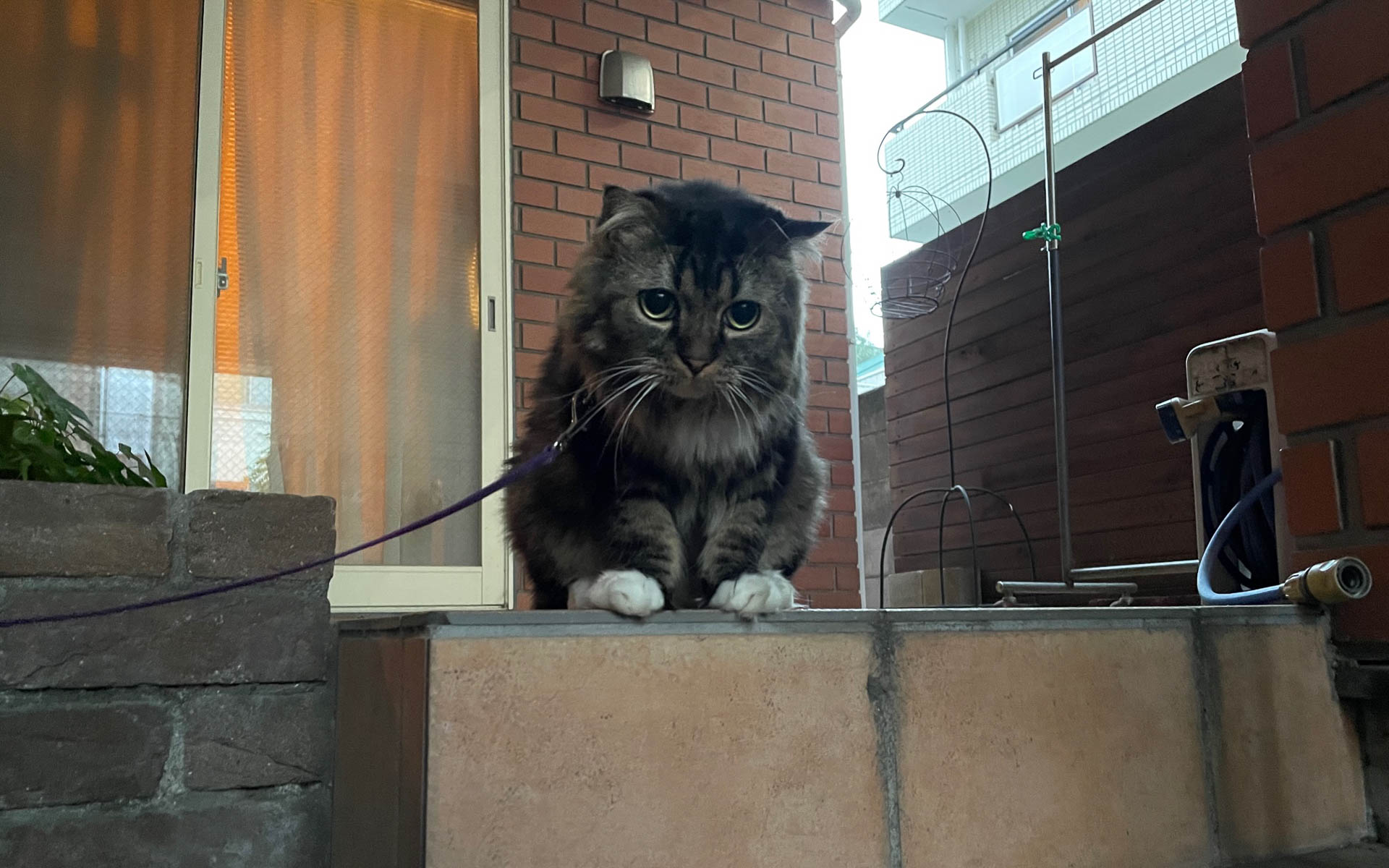 ムクさんは地上高が低いので夏の路面の照り返しがつらいらしく、散歩に出てもスタコラサッサと帰ってきます