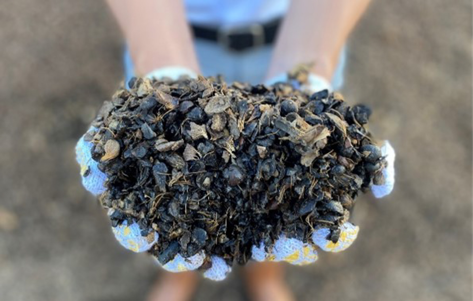 バイオ成型炭の元となるヤシ殻