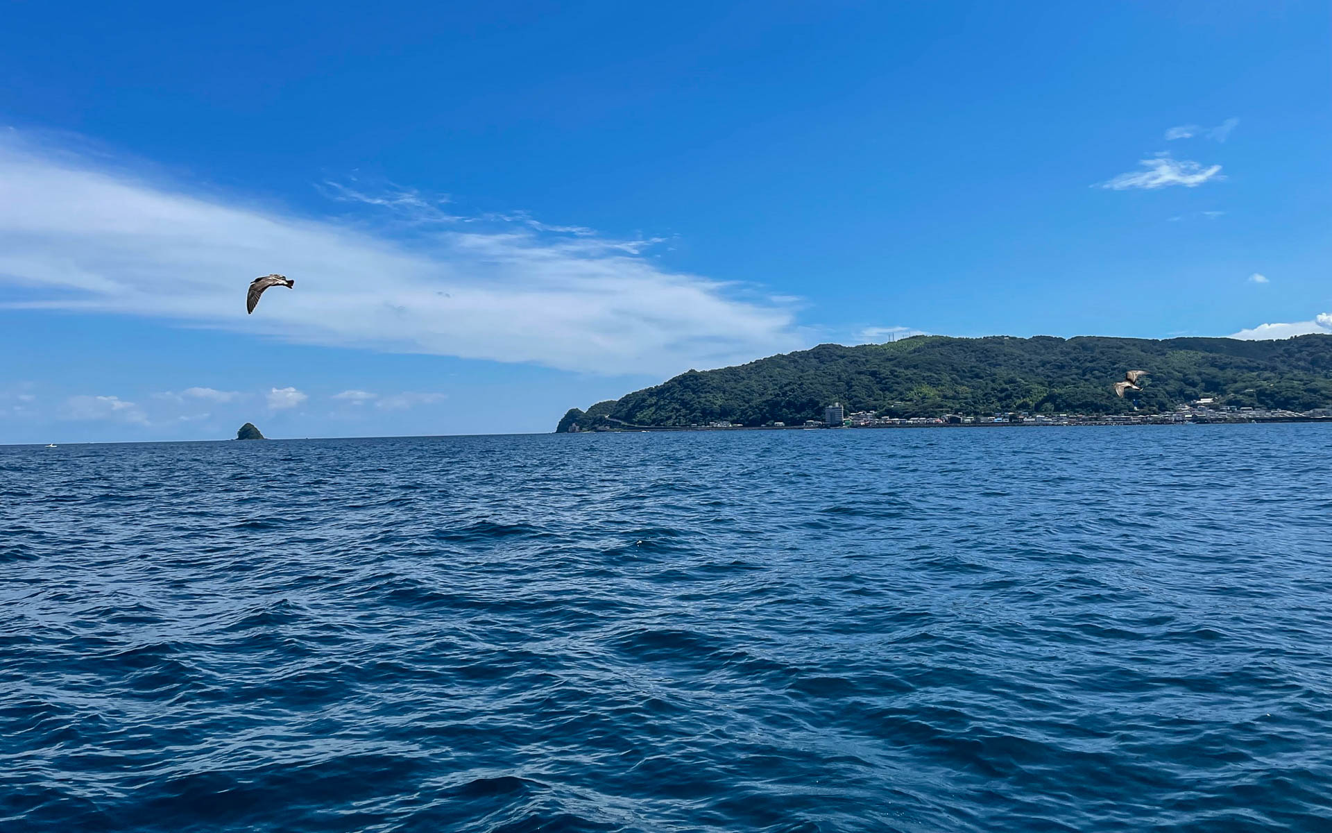 遊覧船で40分ほどの船旅。イルカは来なかったけどカモメとトンビが餌をもらいたそうにこちらを見ています。カモメはトンビが来るとどこかへ行ってしまいます
