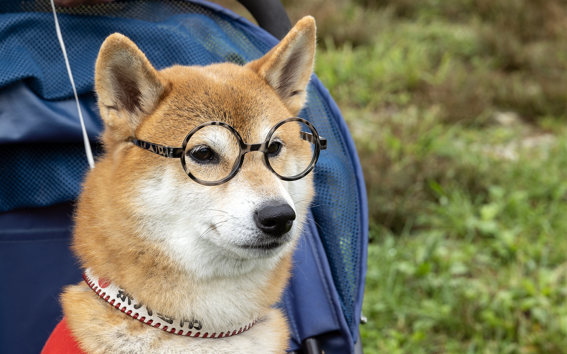 場内では多くのイヌを見かけたが、もっとも目立っていたのがこちらの柴犬。メガネがこれほど似合うとは