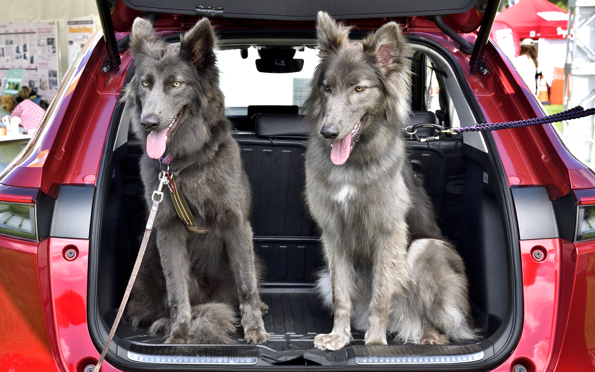 わんこ：ルミナちゃん（ウルフドッグ/1歳）、ハミンちゃん（ウルフドッグ/1歳）