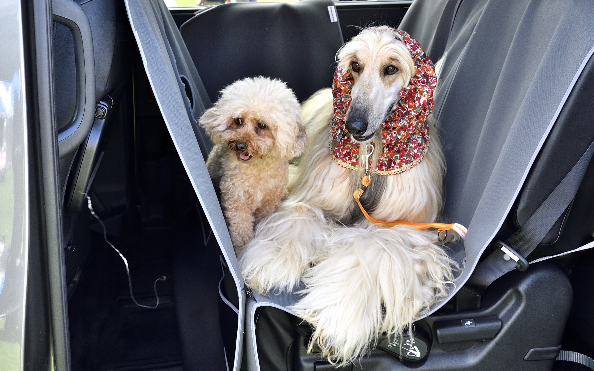 ペットシートマットは大型犬にとっては「前席と後席の隙間に落ちる」という心配がないのでリラックスして乗っていられる。また、飼い主も後ろを気にせず運転に集中できるのもいい。Sサイズ（届出車用）1万7600円、Mサイズ（登録車用）1万9800円