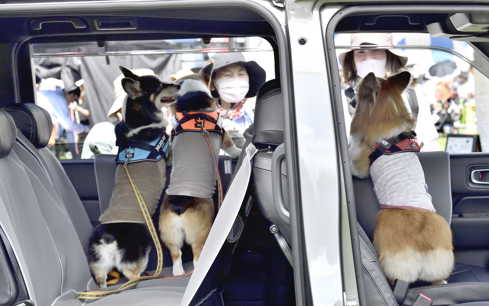 コーギー友だちのみんなで「外を見るポーズ」。とてもかわいらしい光景だけど、このポーズではどうしてもツメで内張をひっかいてしまう。そこでペットドアライニングカバーの出番。コーギーに限らず、外を見るのが好きなわんこを乗せるなら必須アイテムだ（6600円/リアドア用左右2枚セット）