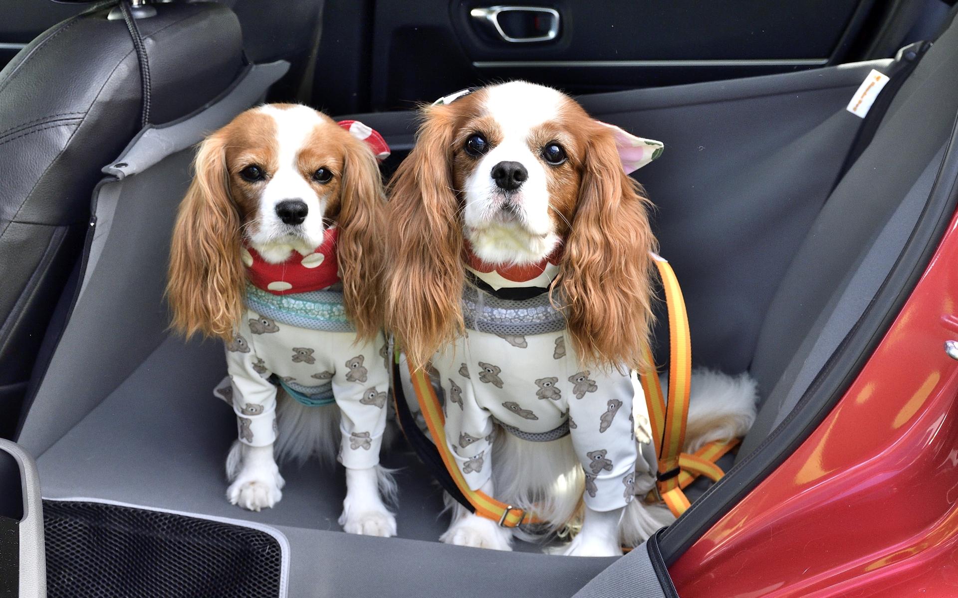 ペットシートサークルには、別売のペット車外飛び出し防止リードを取り付けるためのホールも2つ用意されていて、安全性が高いのはポイントだという