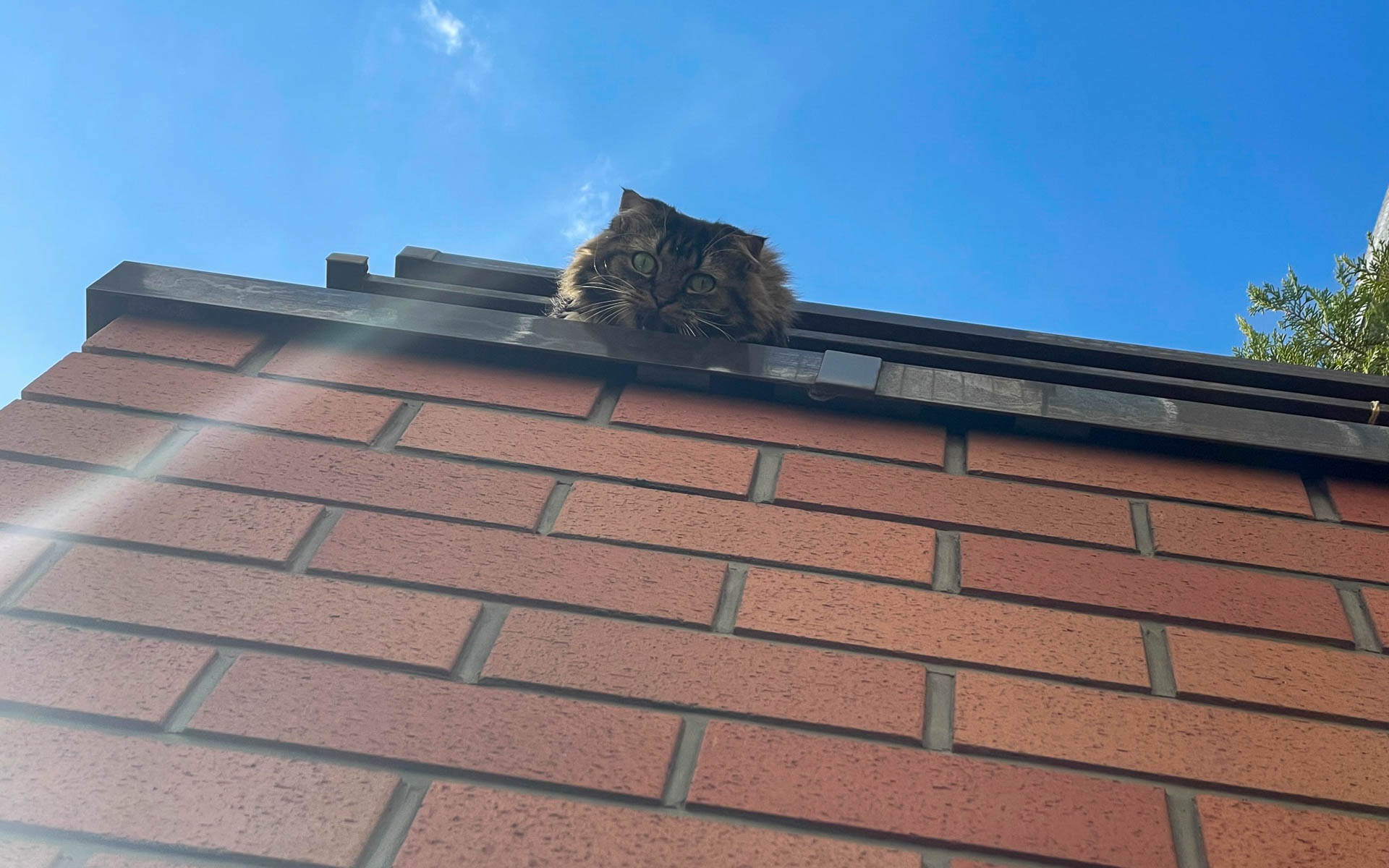 ムクさんが上でニャアニャア鳴いていたので行ってみたら、こんな顔して怒ってました。ゴメン、ムク！