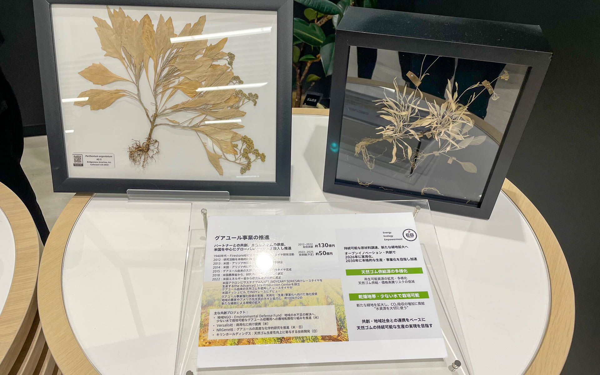 砂漠に自生するグアユール。大量に栽培して天然ゴムに近い素材に加工する。CO2フリーのタイヤができる日を目指す