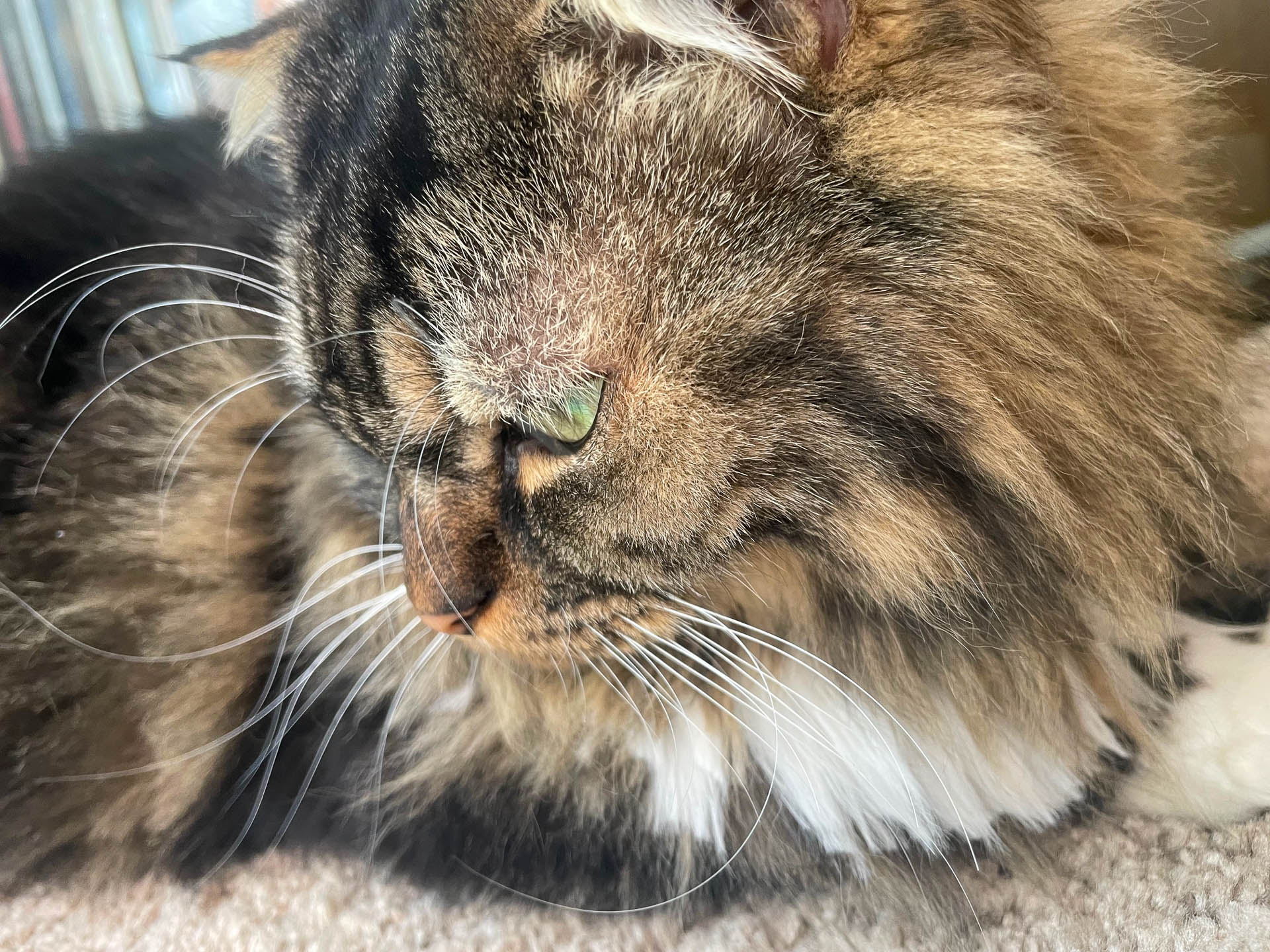 ムクよ、何を思う？