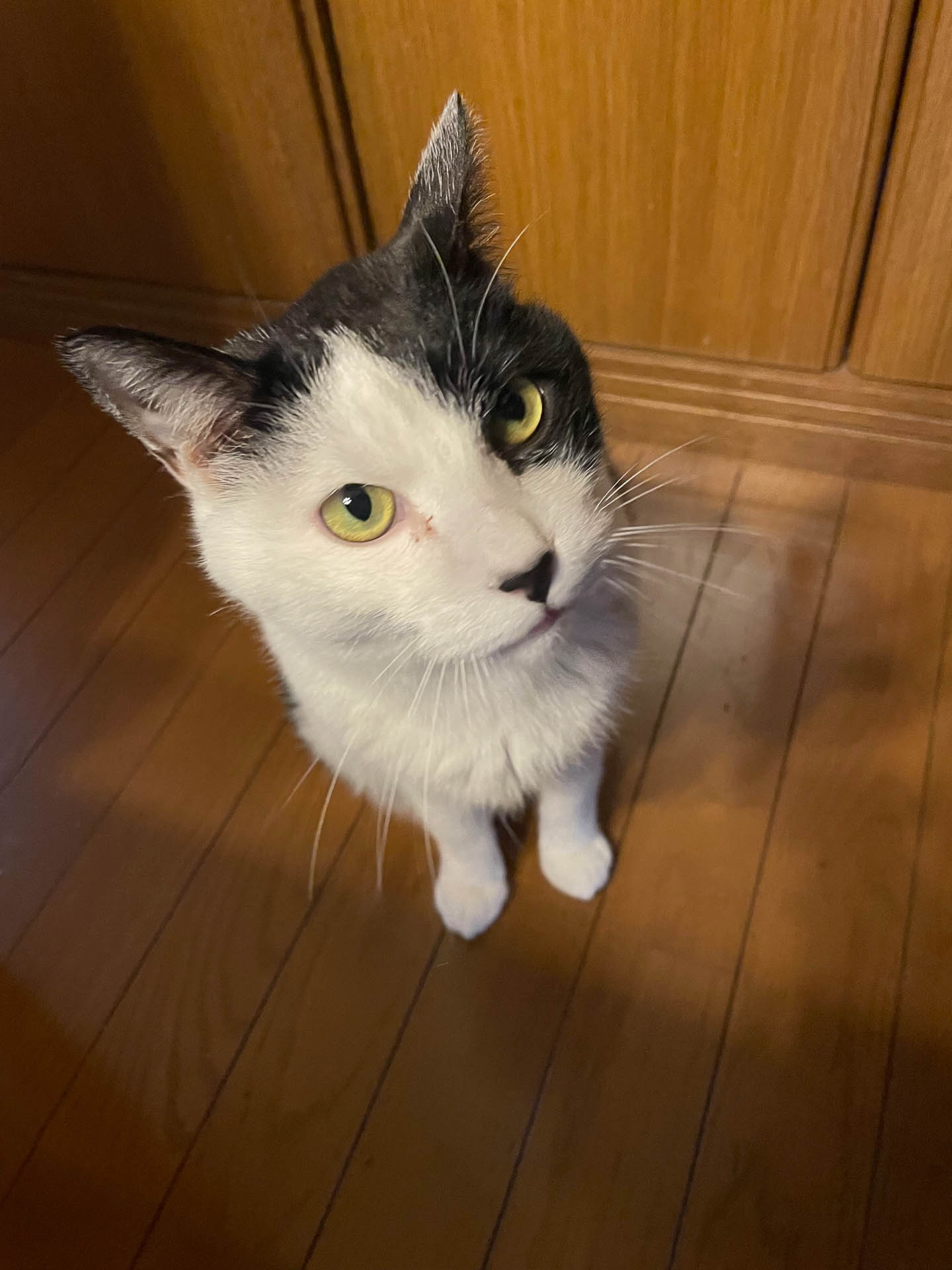 タイガーは夜になると来てはしゃいでいる。こちらもなんということない日常。