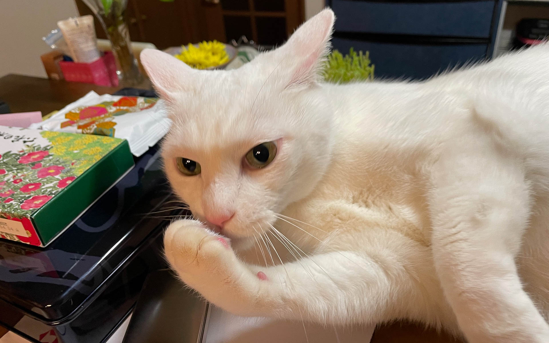 トバは自分の肉球が好きらしくいつもグイグイと舐めてます。夜になるとやってきて身体をぶつけていく