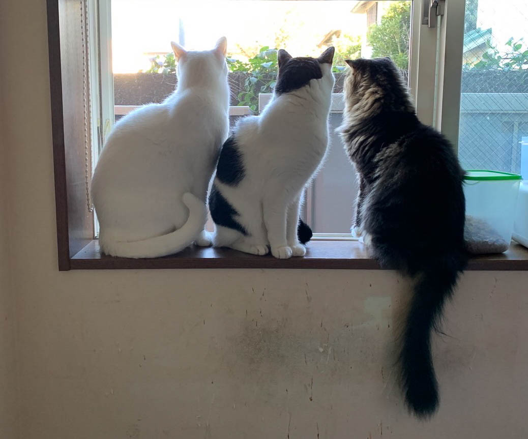 普段は廊下に響くほどドタバタと追いかけっこしているが、こんなときもあります