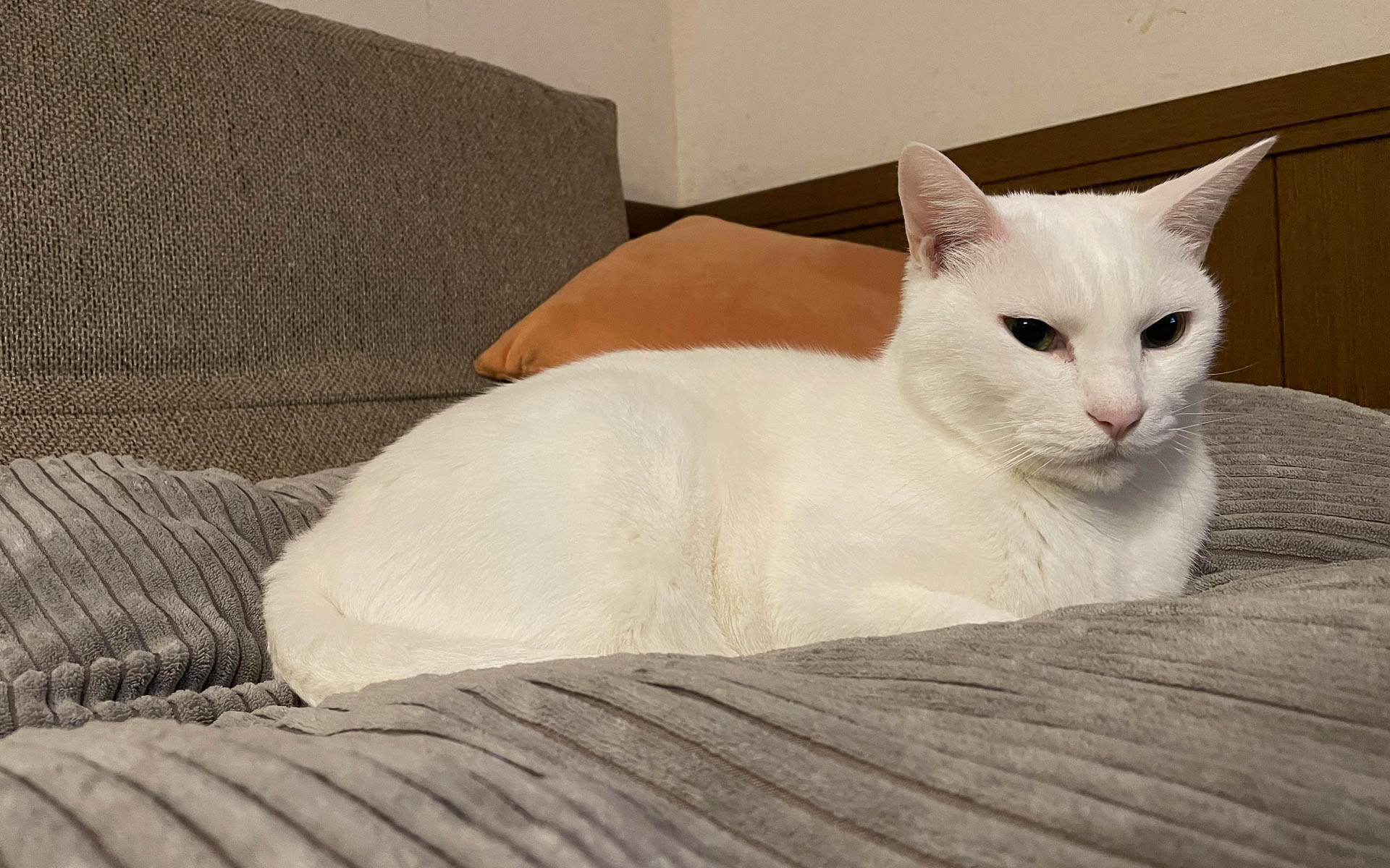 トバ。最近よく来てくつろいでいらっしゃいます。ネコが寝ている姿は和みます