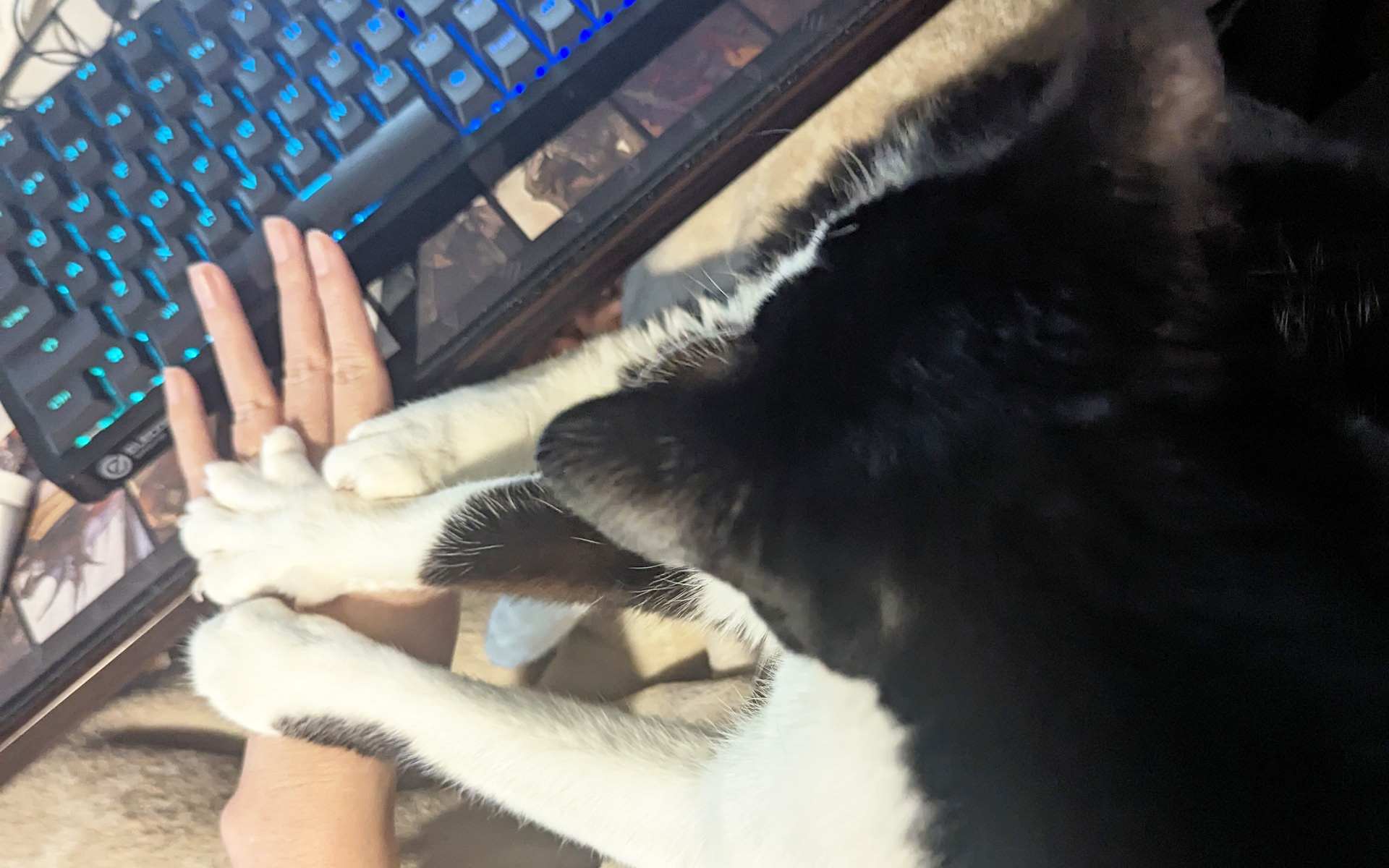 在宅勤務をしていると仕事が進まなくなる瞬間があります。本当にごめんなさい。でも、猫のフミフミには勝てないんですよぉ……（なお、爪がたっているのでフミフミされた後の手は傷だらけになります）