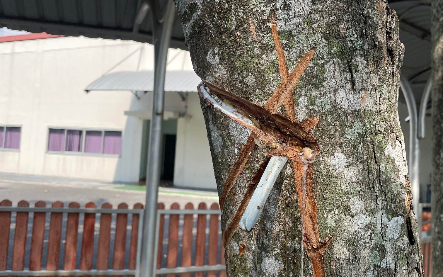 ゴムの木に溝をつけて樹液をいただきます。左下がりの溝と右下がりの溝、こだわりがあるらしい