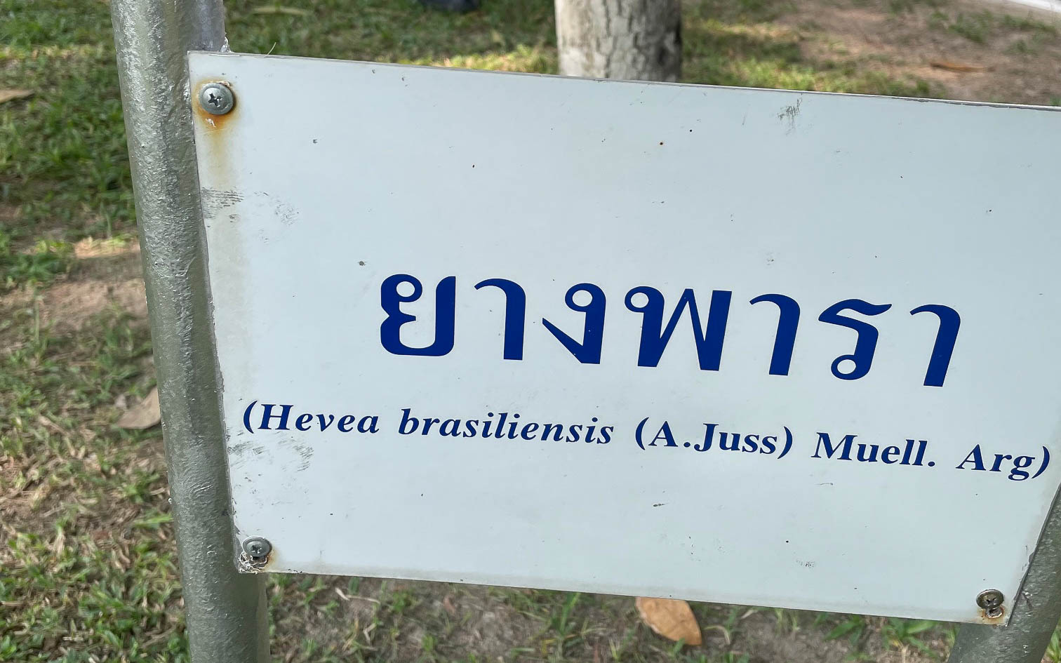 いろいろあるゴムの木の中で、ここに植樹されていたのはブラジル産。ゴムの木は南米が原産地と聞きます