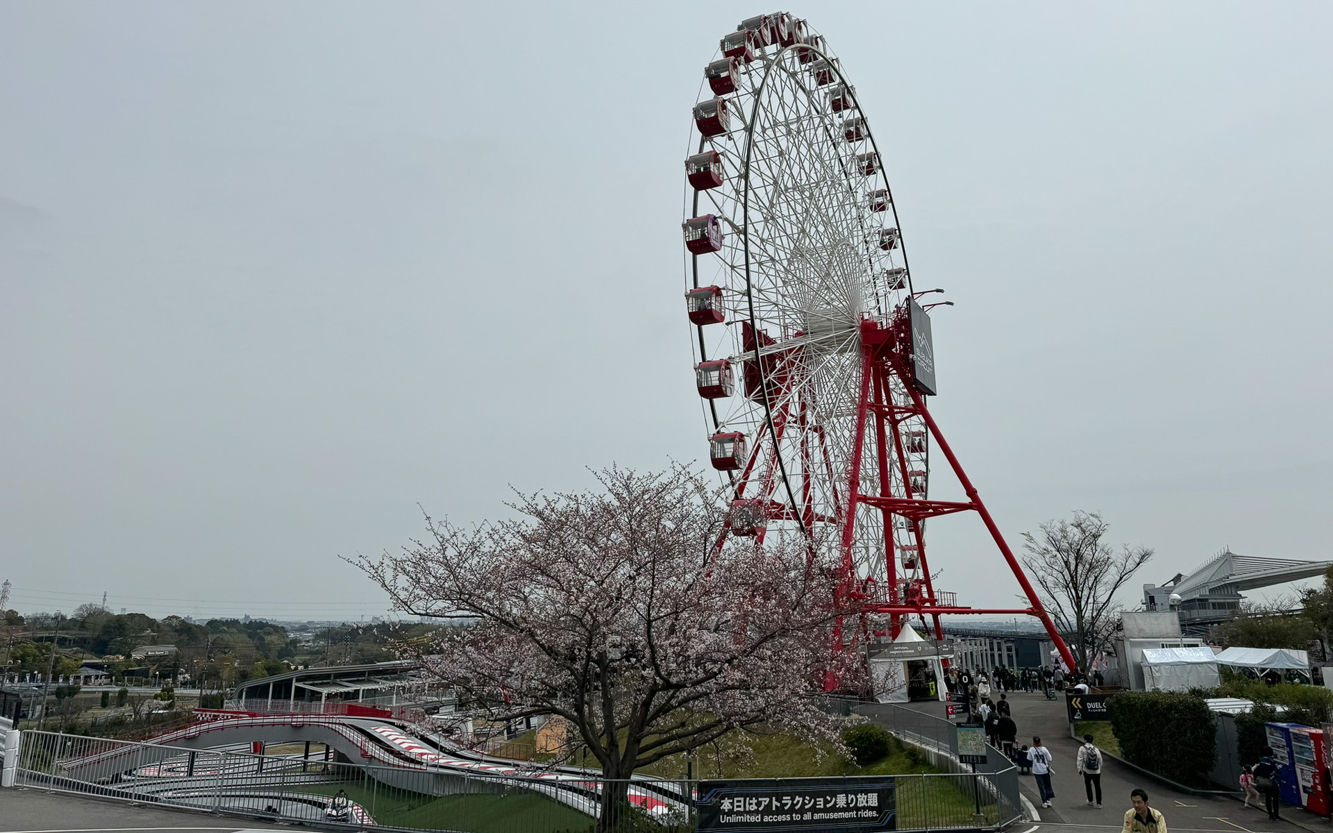 さくらと観覧車。ここのさくらはもう一息で満開