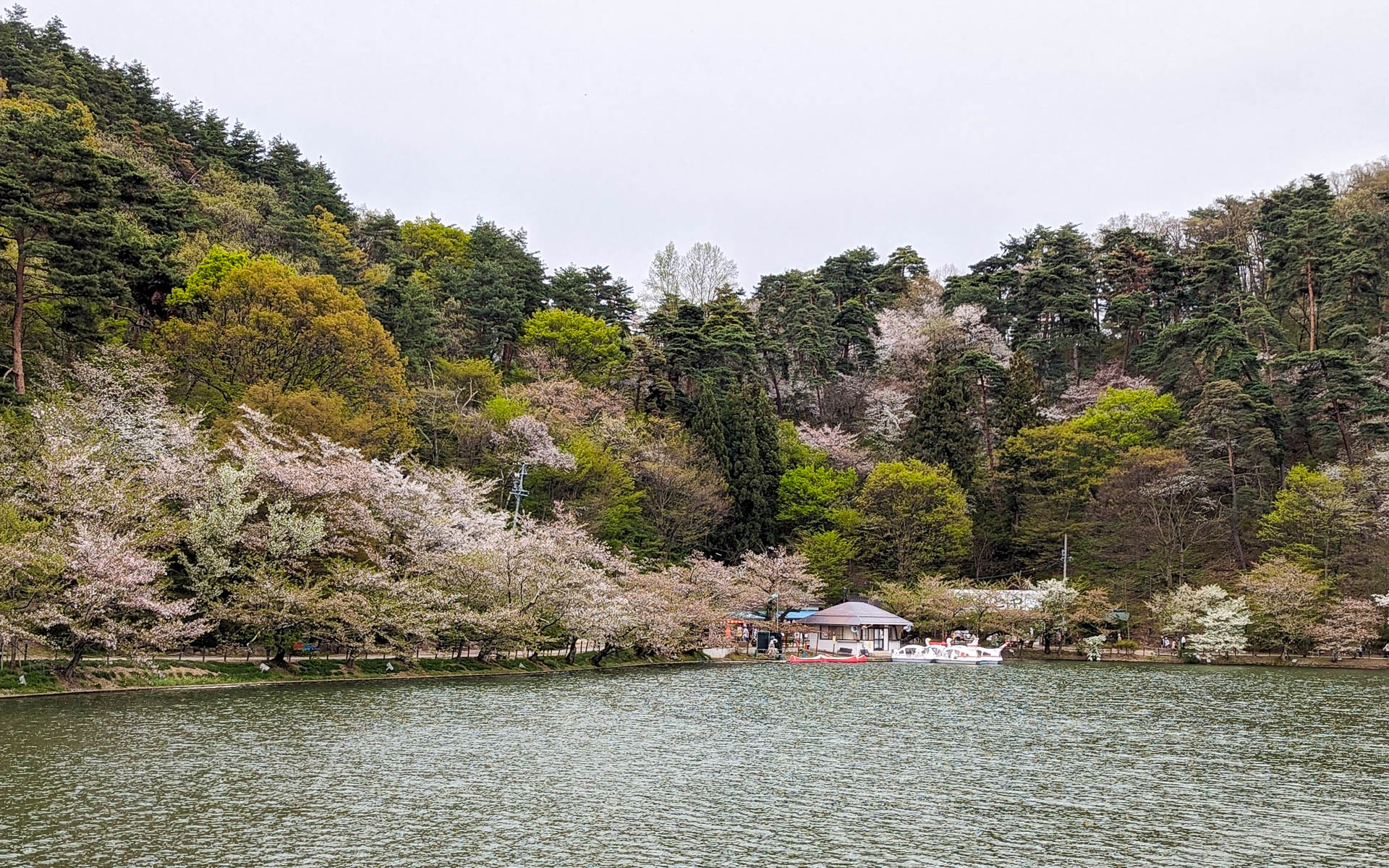 サクラの名所100選に選ばれている臥竜公園。残念ながらサクラは散っていました……