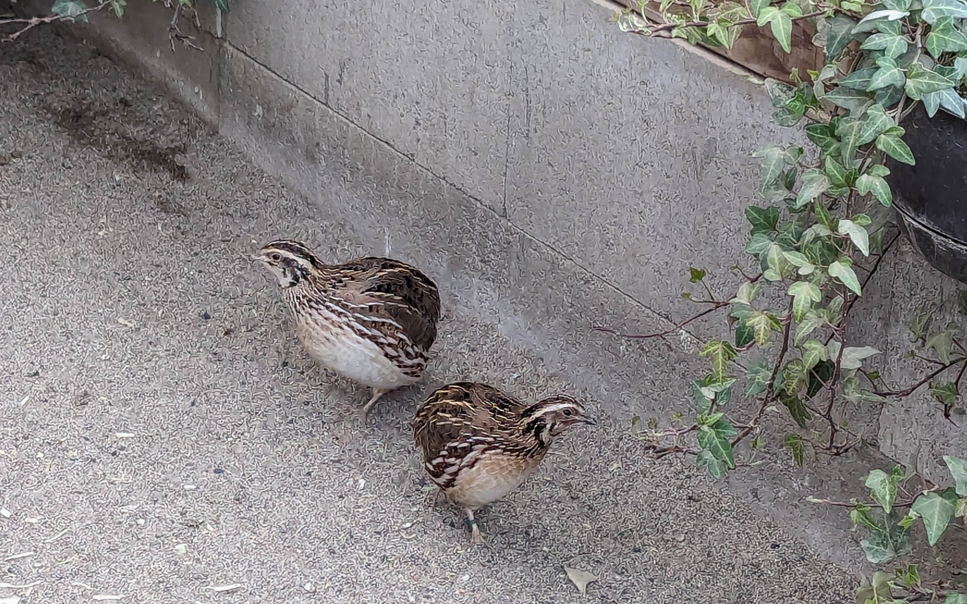臥竜公園の散策よりも楽しんだ須坂市動物園。小さいながらもニホンツキノワグマやベンガルトラ、アカカンガルー、クジャク、ニホンイヌワシなどなど、たくさんの動物が飼育されていました。特に写真のウズラがかわいくてかわいくて……。あと、2月に生まれたというトカラヤギの赤ちゃんもメェメェかわいかった～
