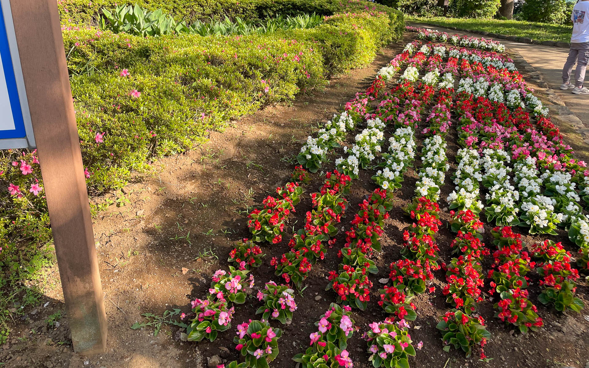 飛鳥山で迎えてくれた花壇。モデルさんが撮影してました
