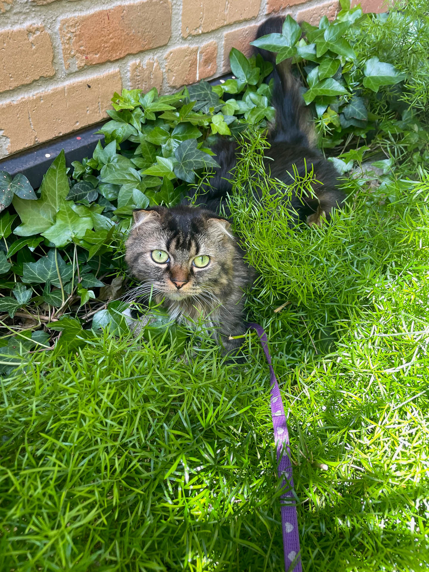 季節がよくなって散歩に連れてけと騒ぐ最近のムク