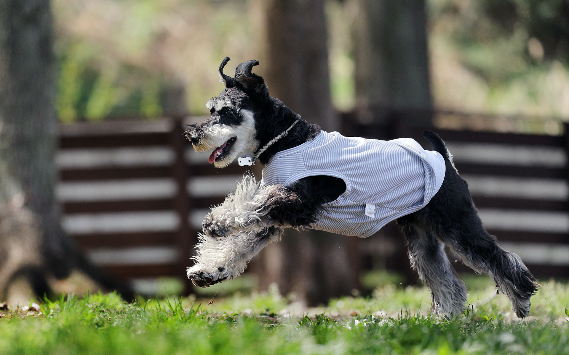 自然豊かで広々としたドッグランでおおはしゃぎ！