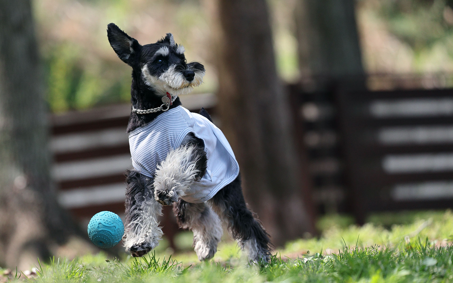 自然豊かで広々としたドッグランでおおはしゃぎ！