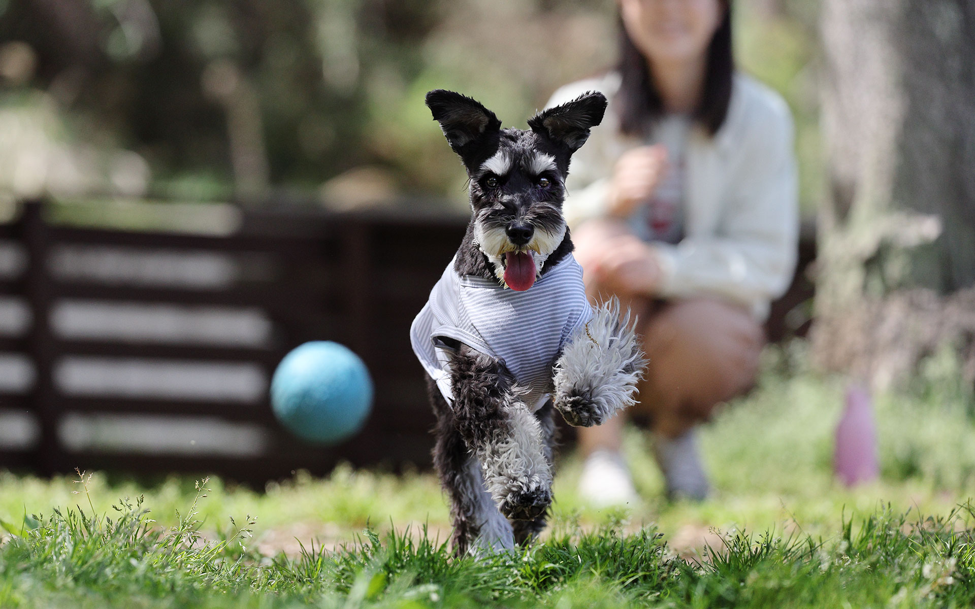 自然豊かで広々としたドッグランでおおはしゃぎ！