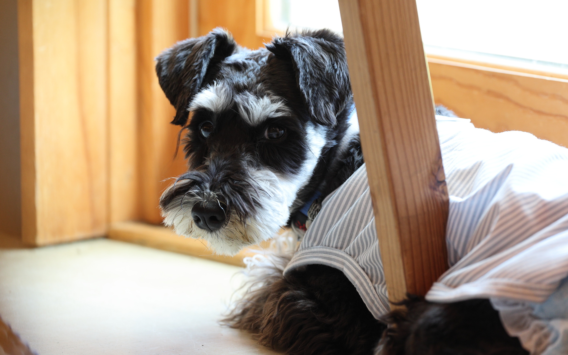 愛犬と一緒に入れるカフェレストランAZEKIRIは、テーブルごとにリードフックがあり、ドッグランではしゃぎ疲れた愛犬を休ませながら食事をとることができる