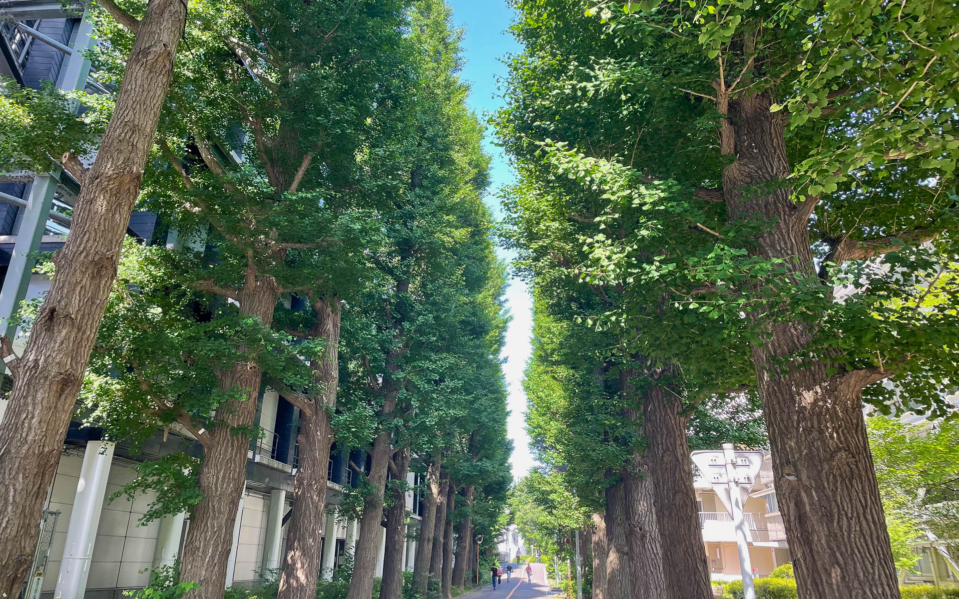 環状8号線沿いの敷地に広がる砧公園。広大な公園は丘あり、川あり、芝生広場がありで、憩いの場になっている