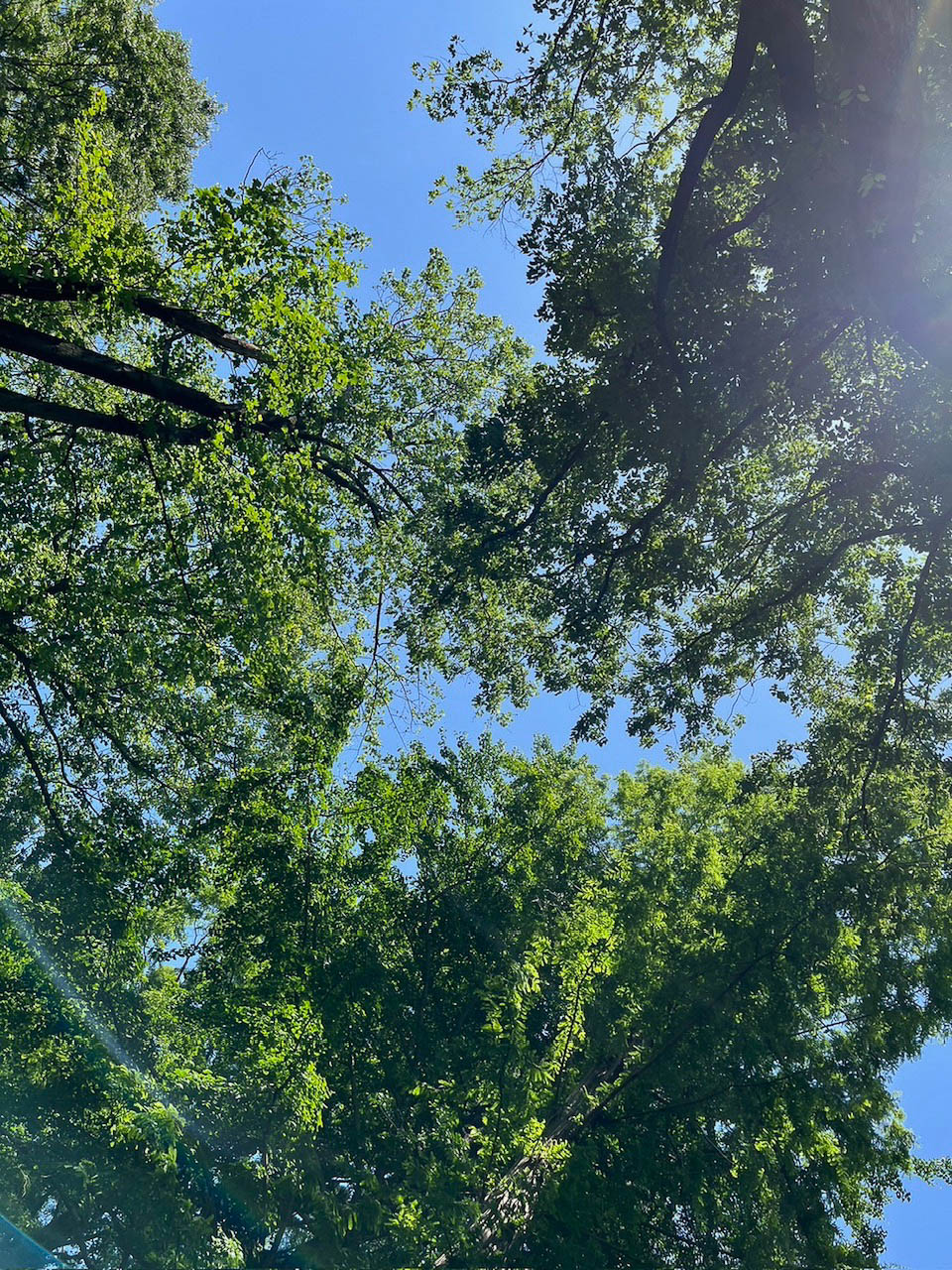 この季節、緑の勢いが強く枝には葉が生い茂る。つまり鳥たちには隠れるのに不自由はない