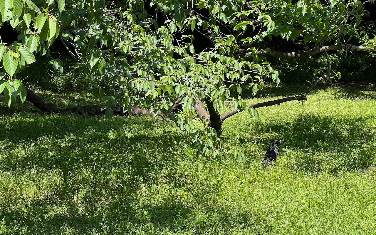 ハシボソガラス。黒いのも立派なカモフラージュになっているのが分かる。そばに来ると親しみが湧く