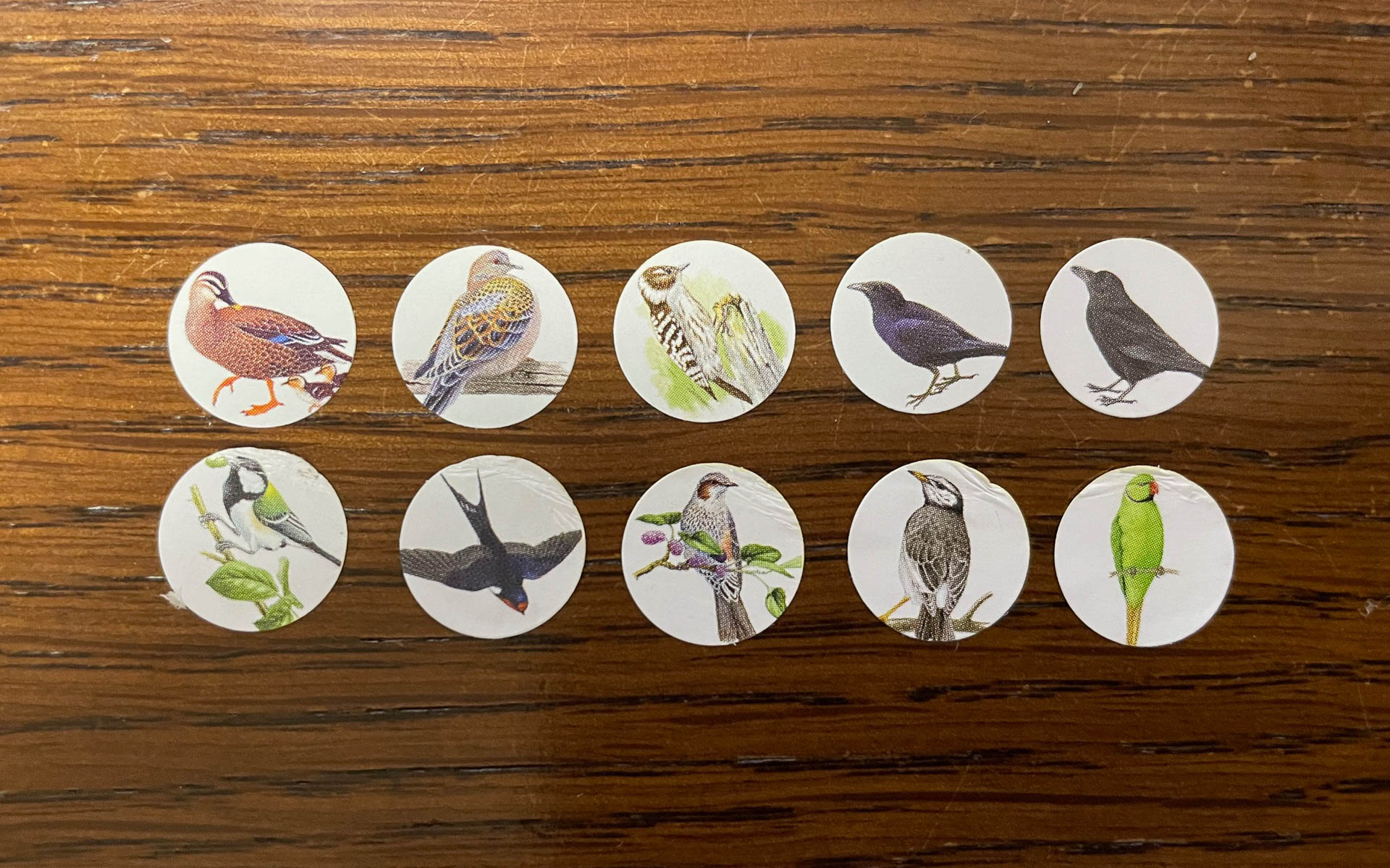 少ないと思っていたら意外と近くにいた10種類の野鳥（見たかもしれないも含む。笑）。左上からカルガモ、キジバト、コゲラ、ハシボソガラス、ハシブトガラス。左下からシジュウカラ、ツバメ、ヒヨドリ、ムクドリ、ホンセイインコ。記念にシールをもらった。なんかうれしい