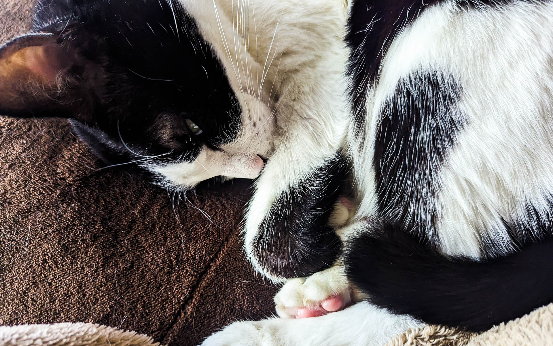 この眠そうでアンニュイな顔とチラ見えするピンク色の肉球……かわいいですね