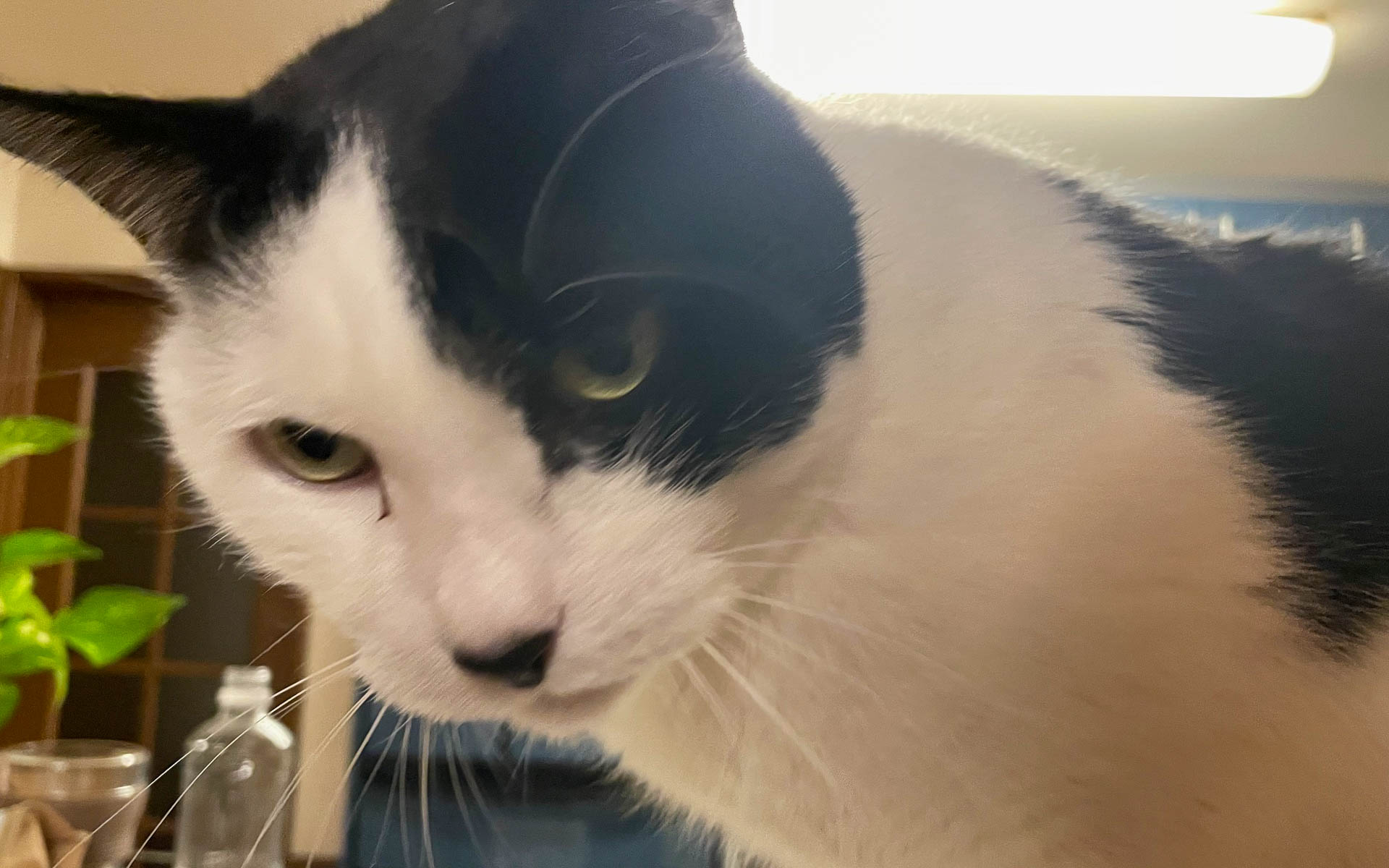 おなじみのタイガーは極端な人見知りで騒がしい。今日もギャオギャオうるさいので怒られていた。世間に敏感に反応しているのか？