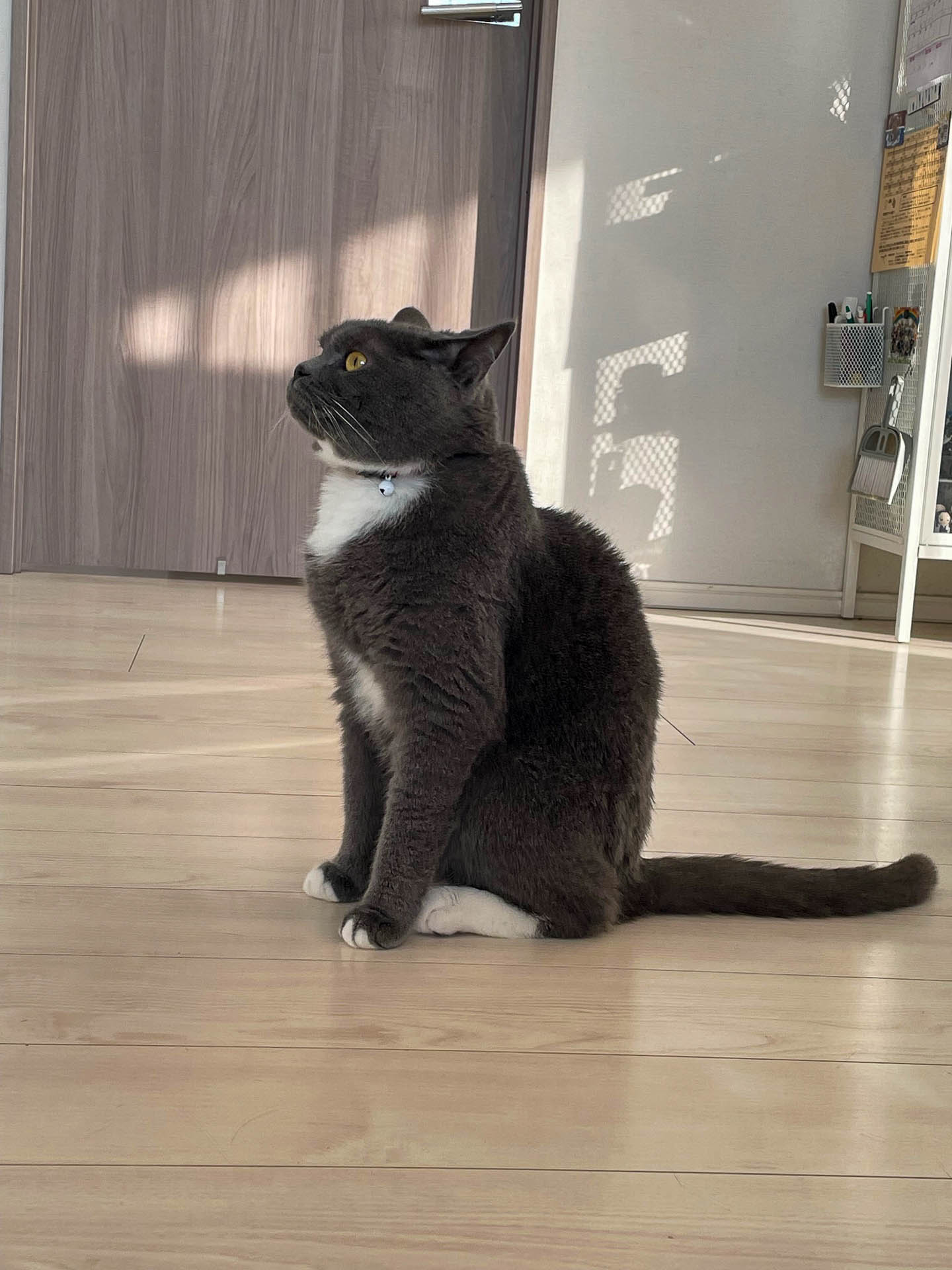 長男一家の家族、マルちゃん。由緒正しいイギリス産で常に泰然としてる。外の騒がしさとは無縁の存在だ