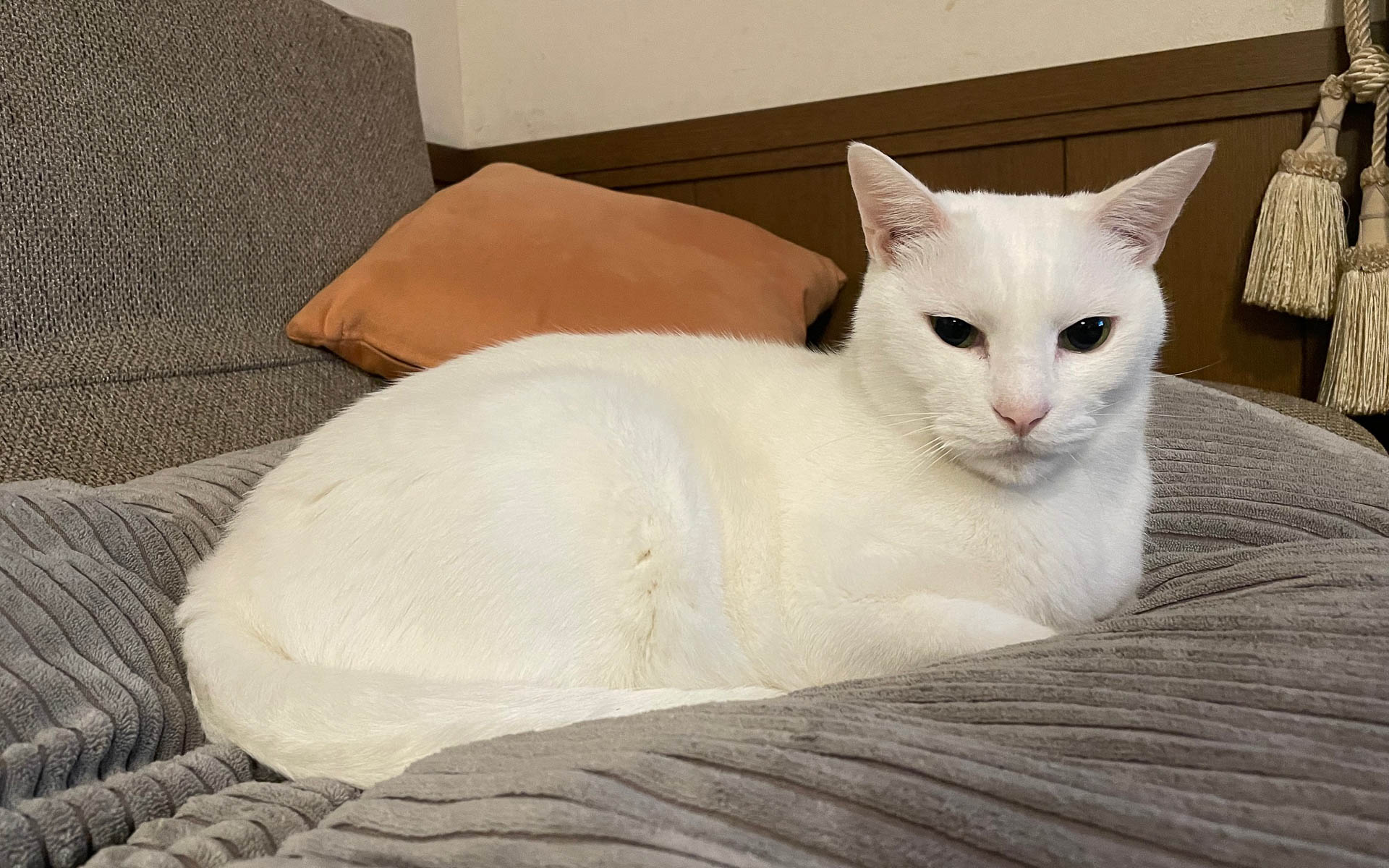 トバさんはタイガーと兄弟なのに正反対でおとなしくて人懐っこい。マルちゃんとは別の安定感。こうありたいです